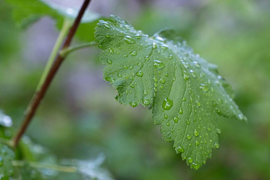 Rain Dops from a rare sunnmer thunderstorm in Mendocno National Forest. This day was very hot and dry. The clouds were building and I know relief was on its way. 